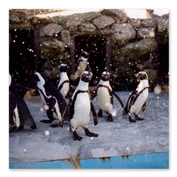 Penguins - Falling Snow